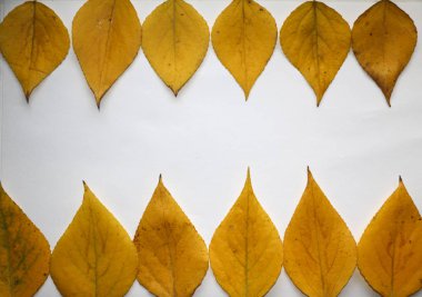 sonbahar arka plan metin için. Sarı sonbahar huş beyaz zemin üzerine bırakır. Birch sonbahar kompozisyon için tasarım, reklam, metin bırakır.