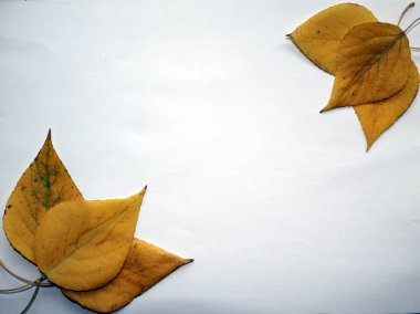 sonbahar arka plan metin için. Sarı sonbahar huş beyaz zemin üzerine bırakır. Birch sonbahar kompozisyon için tasarım, reklam, metin bırakır.