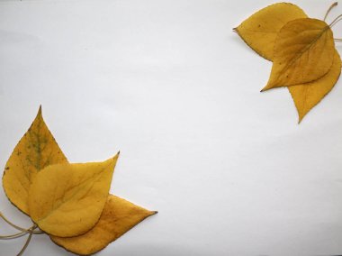 sonbahar arka plan metin için. Sarı sonbahar huş beyaz zemin üzerine bırakır. Birch sonbahar kompozisyon için tasarım, reklam, metin bırakır.