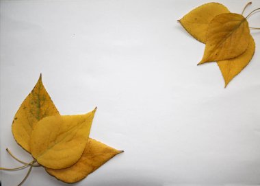 sonbahar arka plan metin için. Sarı sonbahar huş beyaz zemin üzerine bırakır. Birch sonbahar kompozisyon için tasarım, reklam, metin bırakır.