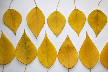 sonbahar arka plan metin için. Sarı sonbahar huş beyaz zemin üzerine bırakır. Birch sonbahar kompozisyon için tasarım, reklam, metin bırakır.