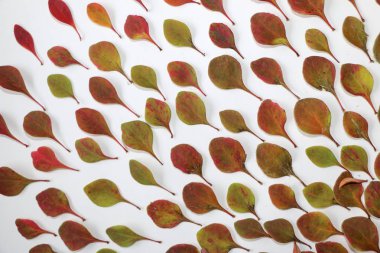 sonbahar arka plan metin için. Beyaz arka plan üzerinde renkli sonbahar yaprakları. Doku tasarımı için sonbahar yaprakları.