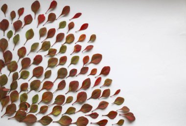 sonbahar arka plan metin için. Beyaz arka plan üzerinde renkli sonbahar yaprakları. Doku tasarımı için sonbahar yaprakları.