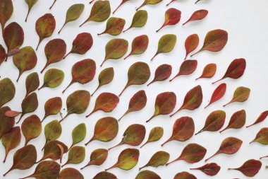 sonbahar arka plan metin için. Beyaz arka plan üzerinde renkli sonbahar yaprakları. Doku tasarımı için sonbahar yaprakları.