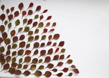 sonbahar arka plan metin için. Beyaz arka plan üzerinde renkli sonbahar yaprakları. Doku tasarımı için sonbahar yaprakları.