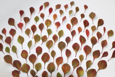 sonbahar arka plan metin için. Beyaz arka plan üzerinde renkli sonbahar yaprakları. Doku tasarımı için sonbahar yaprakları.