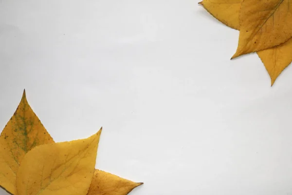 Jesienne Tła Dla Tekstu Żółty Brzoza Jesiennych Liści Białym Tle — Zdjęcie stockowe