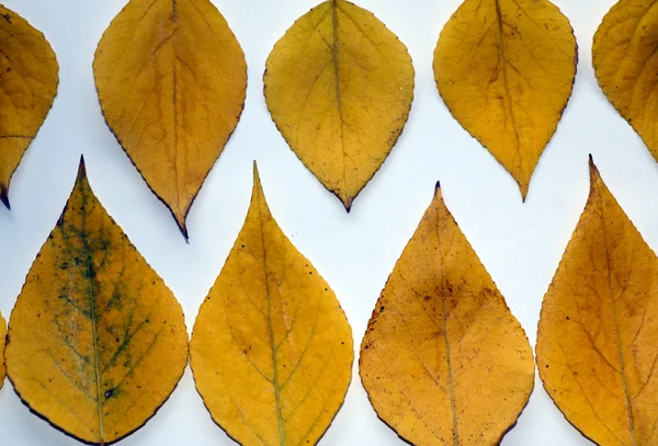 텍스트에 배경입니다 바탕에 노란색가 자작나무 자작나무가 디자인 텍스트에 나뭇잎 — 스톡 사진