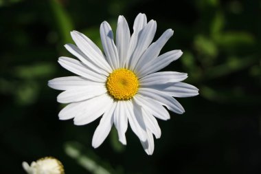 çiçek açan Daisy. Papatya çiçek açan tomurcuk.