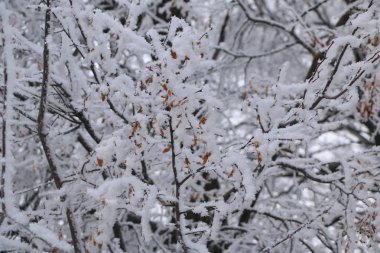 Kış arka plan - beyaz kabarık karla kaplı ağaçlar.