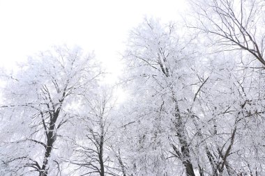 Kış arka plan - beyaz kabarık karla kaplı ağaçlar.