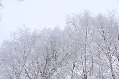 Kış arka plan - beyaz kabarık karla kaplı ağaçlar.