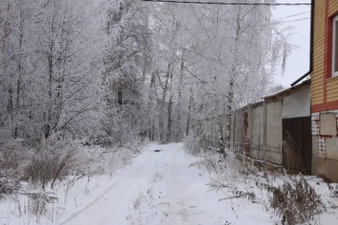 Kış arka plan - beyaz kabarık karla kaplı ağaçlar.
