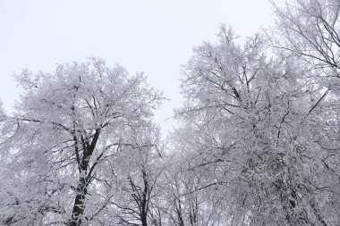 Kış arka plan - beyaz kabarık karla kaplı ağaçlar.