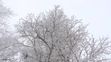 Kış arka plan - beyaz kabarık karla kaplı ağaçlar.
