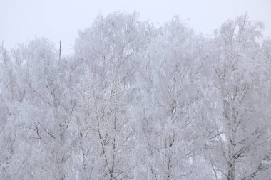 Kış arka plan - beyaz kabarık karla kaplı ağaçlar.
