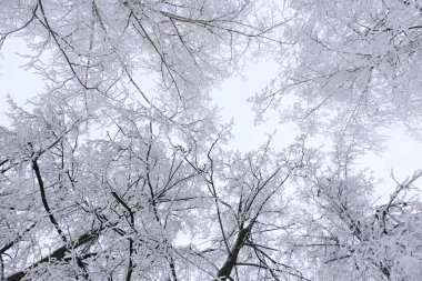 Kış arka plan - beyaz kabarık karla kaplı ağaçlar.