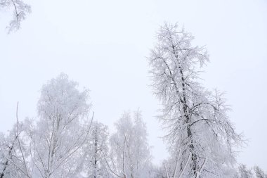 Kış arka plan - beyaz kabarık karla kaplı ağaçlar.