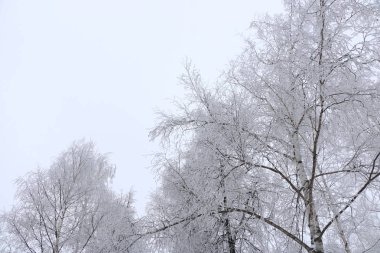 Kış arka plan - beyaz kabarık karla kaplı ağaçlar.