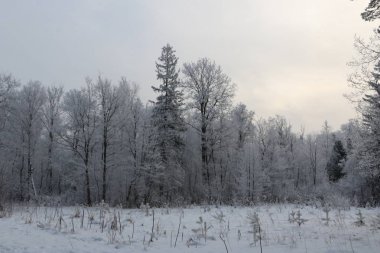 Kış arka plan - beyaz kabarık karla kaplı ağaçlar.