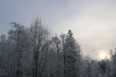 Kış arka plan - beyaz kabarık karla kaplı ağaçlar.