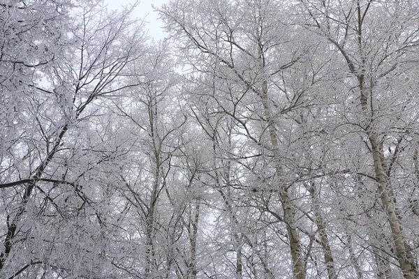 冬の背景の白いふわふわの雪に覆われた木. — ストック写真