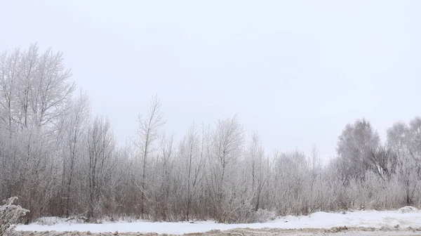 Winter achtergrond - bomen bedekt met witte pluizige sneeuw. — Stockfoto