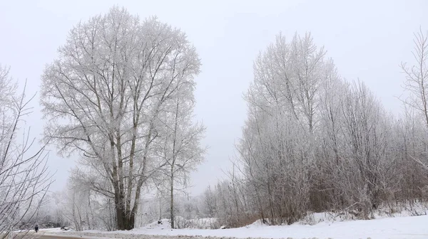 冬の背景の白いふわふわの雪に覆われた木. — ストック写真