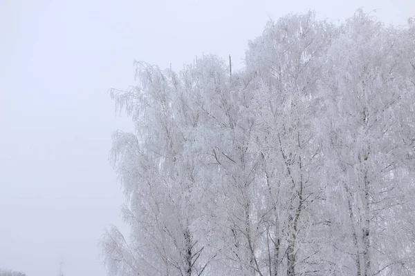 冬の背景の白いふわふわの雪に覆われた木. — ストック写真