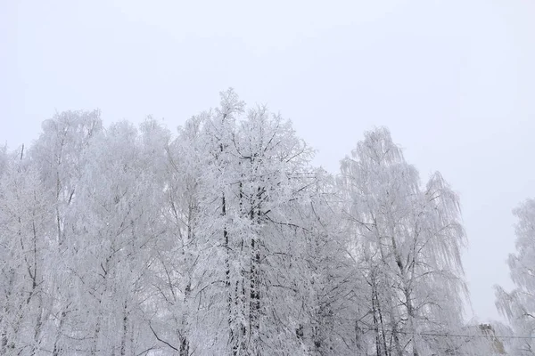 Winter achtergrond - bomen bedekt met witte pluizige sneeuw. — Stockfoto