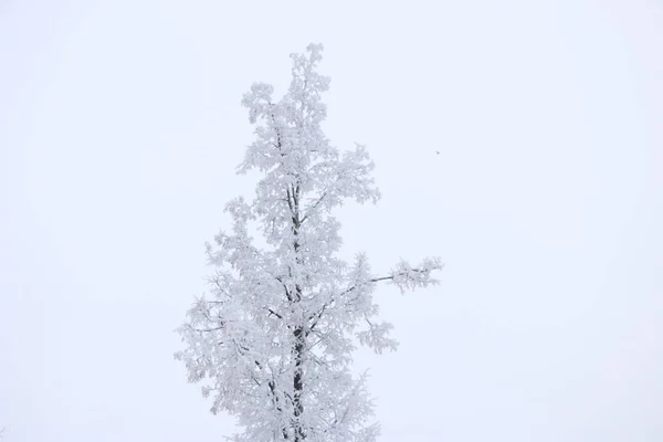 冬の背景の白いふわふわの雪に覆われた木. — ストック写真