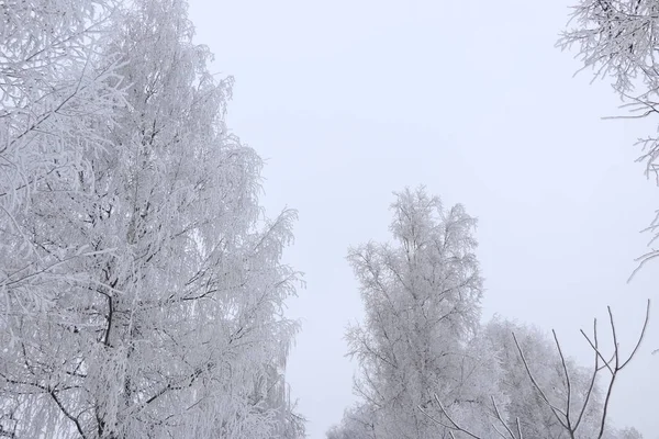 冬の背景の白いふわふわの雪に覆われた木. — ストック写真