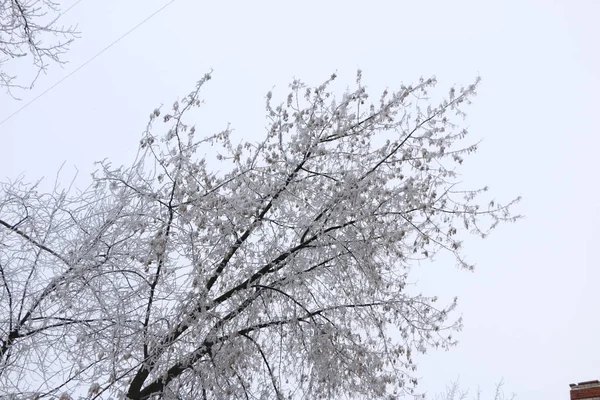 Winter Hintergrund - Bäume mit weißem, flauschigem Schnee bedeckt. — Stockfoto