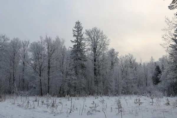Winter achtergrond - bomen bedekt met witte pluizige sneeuw. — Stockfoto