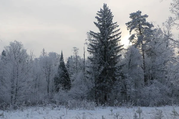 겨울 배경-흰색 솜 털 눈으로 덮여 나무. — 스톡 사진