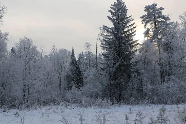 Winter achtergrond - bomen bedekt met witte pluizige sneeuw. — Stockfoto