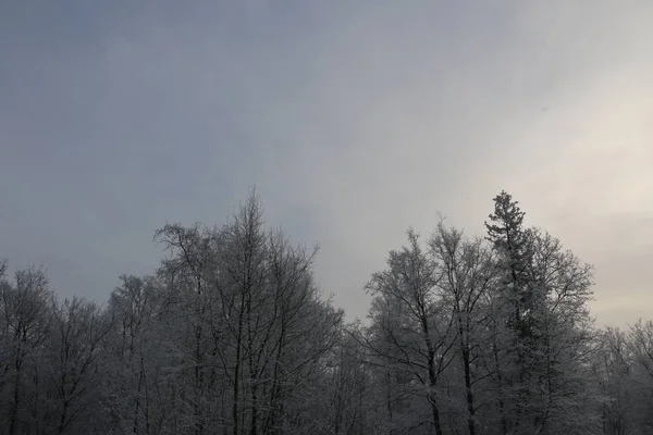 겨울 배경-흰색 솜 털 눈으로 덮여 나무. — 스톡 사진
