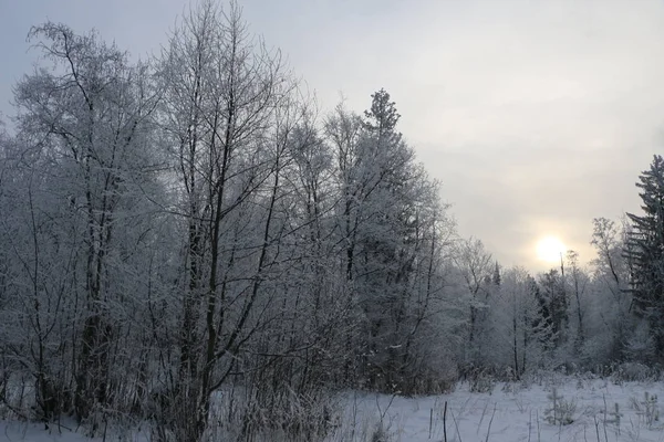 Χειμώνα φόντο - δέντρα καλυμμένα με λευκό χιόνι αφράτο. — Φωτογραφία Αρχείου