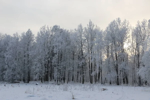 Winter achtergrond - bomen bedekt met witte pluizige sneeuw. — Stockfoto