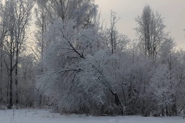 Sfondo invernale - alberi ricoperti di neve soffice bianca . — Foto Stock