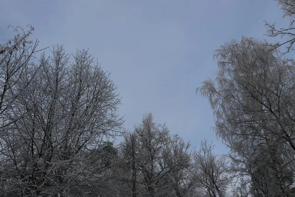 Zimní pozadí - stromy pokryté bílými nadýchanými sněhu. — Stock fotografie