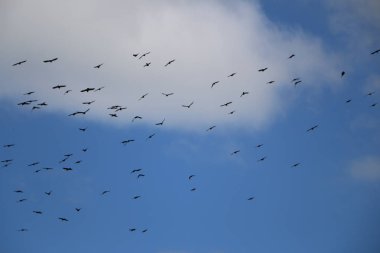 Yoshkar-Ola, Rusya, 29 Temmuz 2018: At yarışı ve atlama 