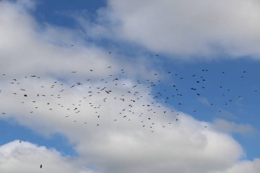 Yoshkar-Ola, Rusya, 29 Temmuz 2018: At yarışı ve atlama 