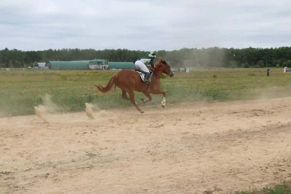 Yoshkar-Ola, Rusland, juli 29, 2018: Paardenrennen en springen op — Stockfoto