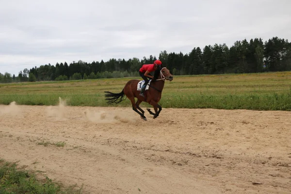 Yoshkar-Ola, RUSSIA, 29 de julho de 2018: Corrida de cavalos e salto — Fotografia de Stock