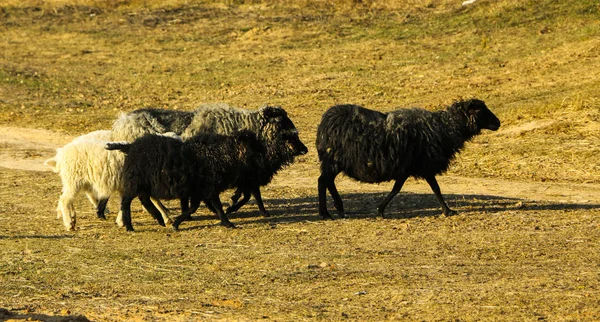 Sheep walk in  early spring on sunny day and eat first green grass. — Stock Photo, Image