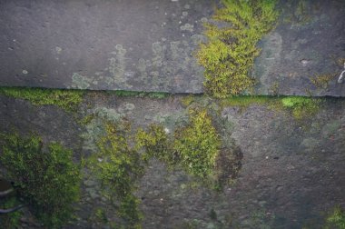 yeşil taze yosun. oyunlar, reklam için doğal arka planlar ve dokular.