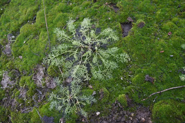 Musgo Verde Fresco Fundos Naturais Texturas Para Jogos Publicidade — Fotografia de Stock