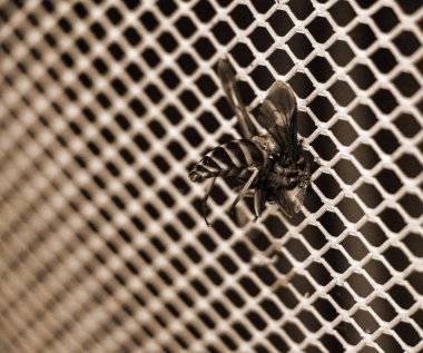 büyük çizgili gadfly çöktü ve araba radyatör ızgara sıkışmış. Kavram: yollarda tehlike, kaza, hız, mortalite, oto kimya.