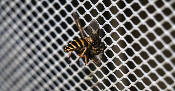 large striped gadfly crashed and stuck in grille of car radiator. Concept: danger on  roads, accident, speeding, mortality, auto chemistry.